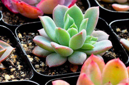 多肉如何养的又肥又胖