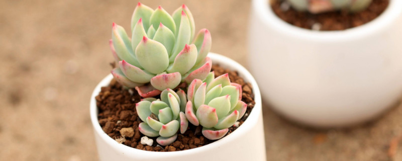 多肉植物冬季在室外会冻死吗