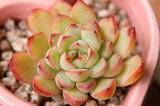 多肉植物冬季在室外会冻死吗