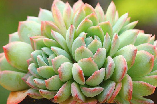 多肉植物冬季在室外会冻死吗