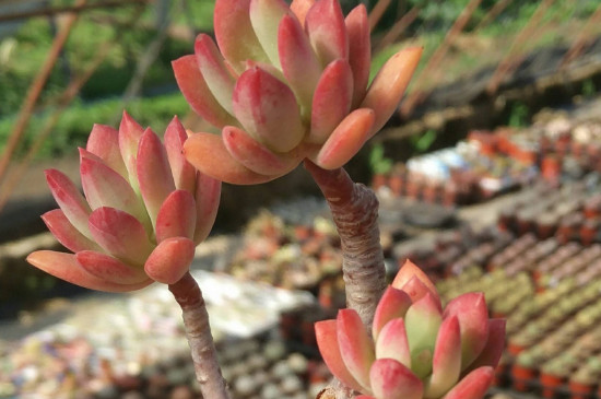 多肉在几度要搬进房里