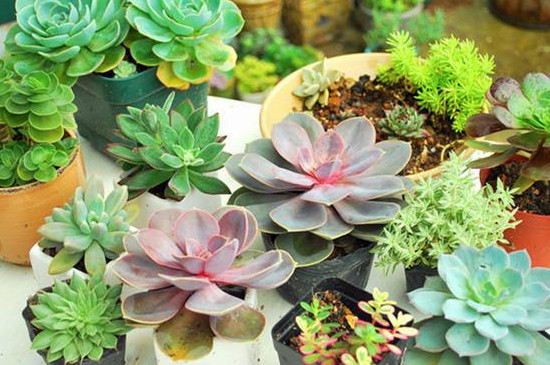 多肉在几度要搬进房里