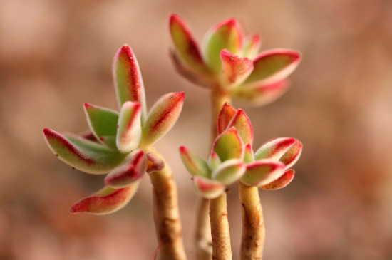 多肉在几度要搬进房里