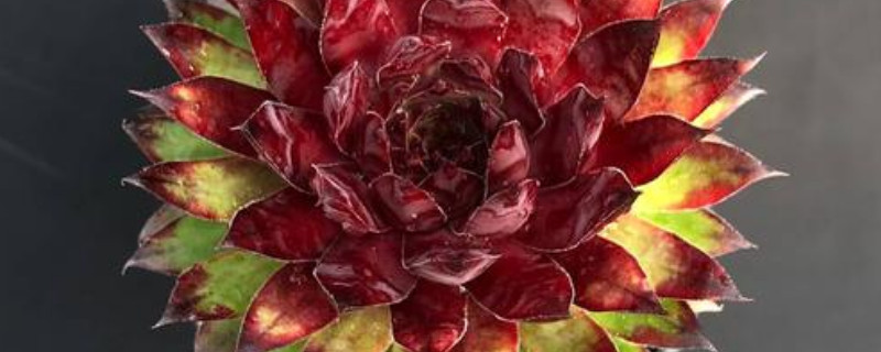 适合冬季养的多肉