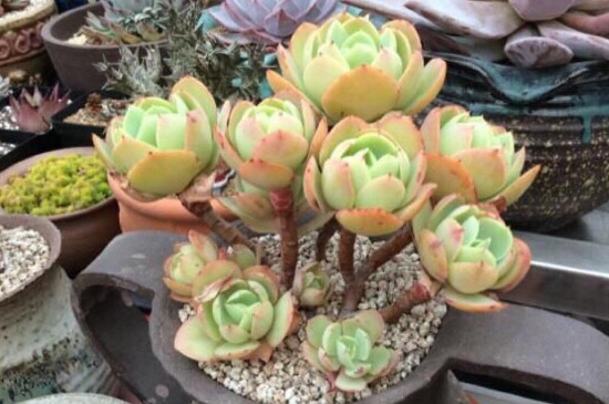 适合冬季养的多肉