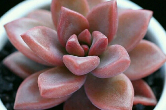 适合冬季养的多肉