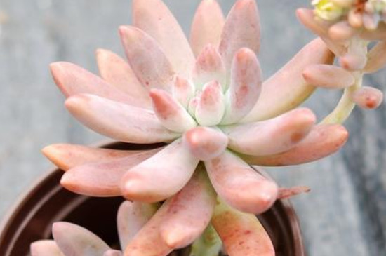 适合冬季养的多肉