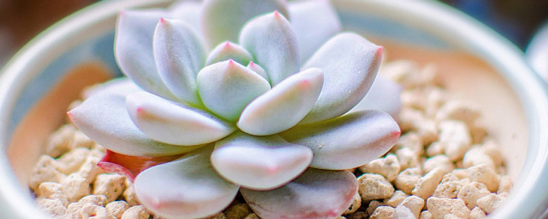 北方多肉植物如何过冬