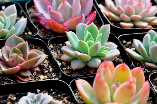 北方多肉植物如何过冬