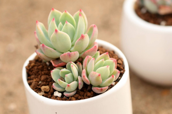 北方多肉植物如何过冬