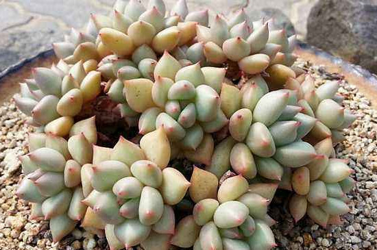 象牙多肉为何那么贵