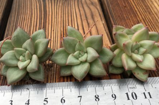 象牙多肉为何那么贵