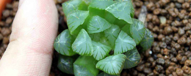 多肉玉露十二个种类