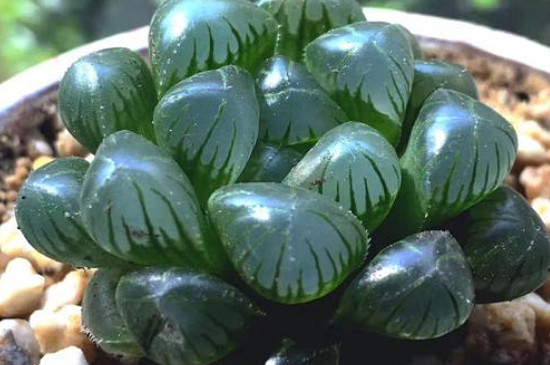 多肉玉露十二个种类