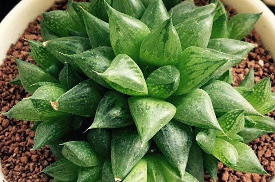 多肉玉露十二个种类