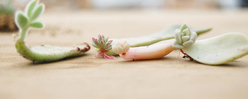 观察多肉植物生长过程日记