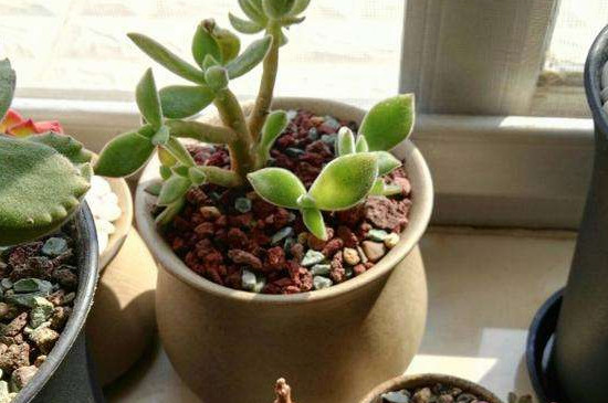 观察多肉植物生长过程日记