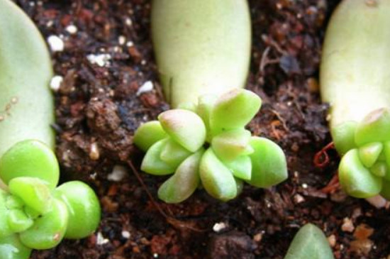 观察多肉植物生长过程日记