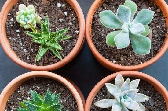 观察多肉植物生长过程日记