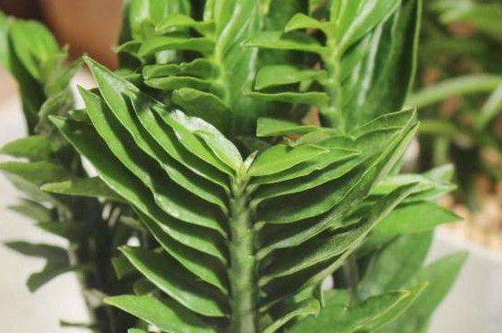 玉蜻蜓的养殖办法和留意事项