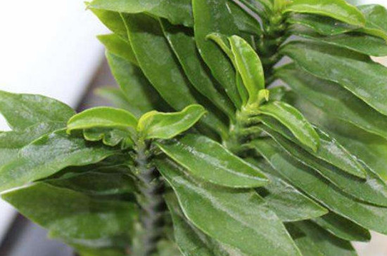 玉蜻蜓的养殖办法和留意事项