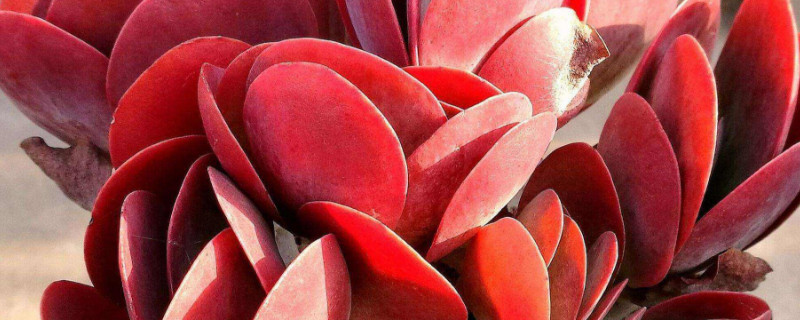 多肉唐印徒长了如何办