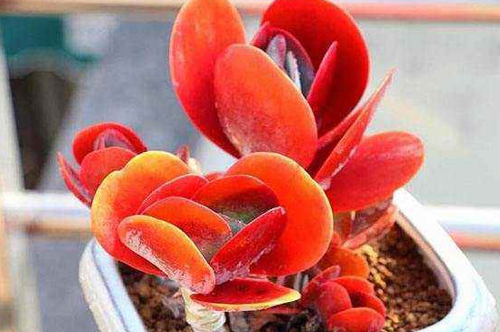 多肉唐印徒长了如何办