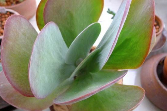 多肉唐印徒长了如何办