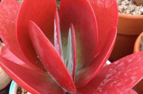 多肉唐印徒长了如何办