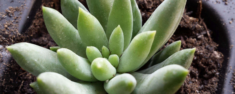 千佛手如何修剪