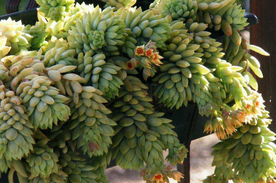 千佛手如何修剪