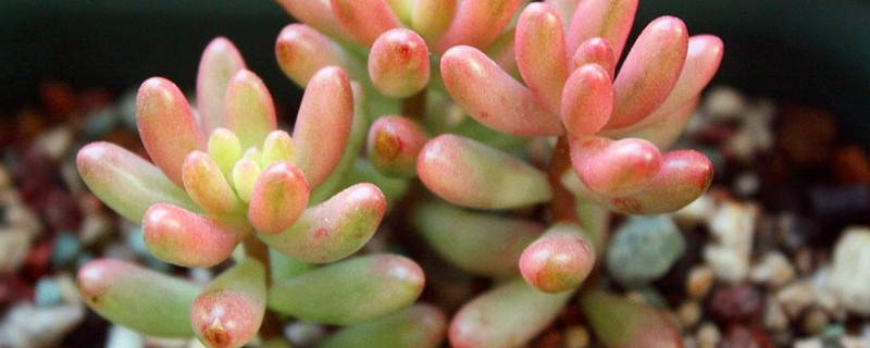 刚买回来的多肉如何种