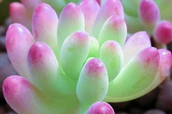 刚买回来的多肉如何种