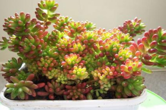 刚买回来的多肉如何种