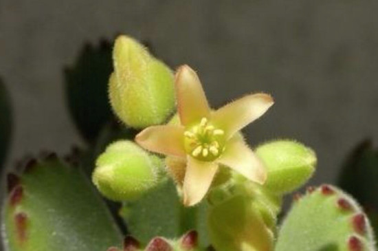 熊童子开花是好兆头吗