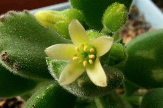 熊童子开花是好兆头吗