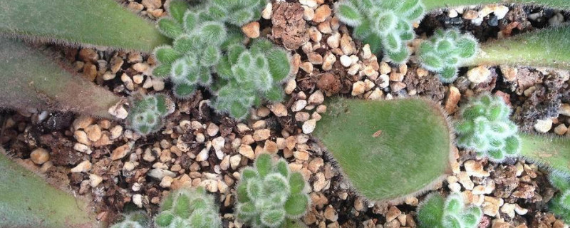 熊童子平铺叶插办法