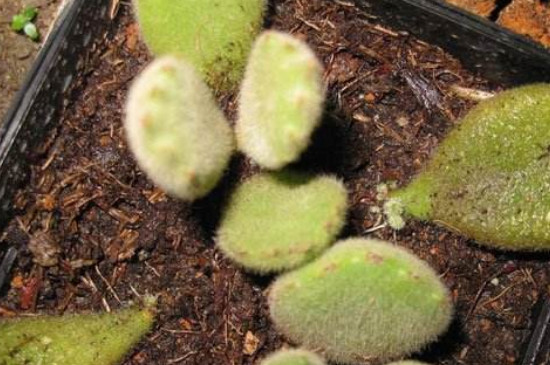 熊童子平铺叶插办法