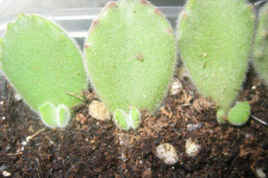 熊童子平铺叶插办法