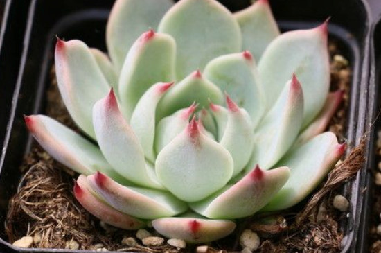 多肉烂叶子是什么原因