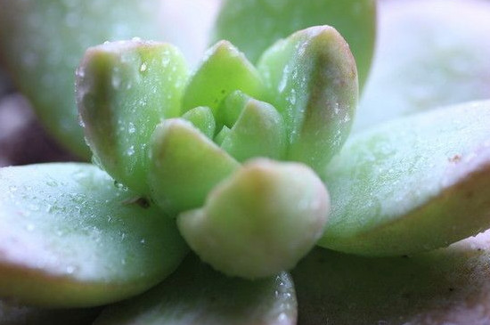 多肉烂叶子是什么原因