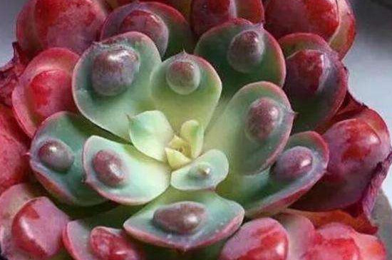 多肉烂叶子是什么原因