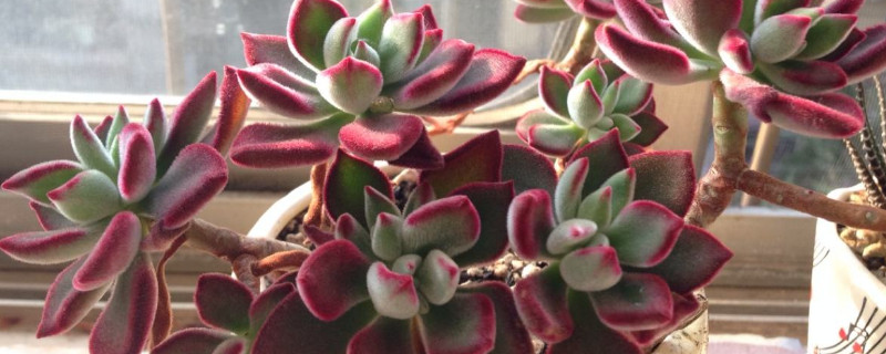 镜晃星多肉开花如何办