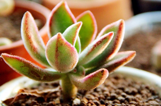 镜晃星多肉开花如何办