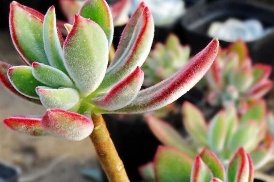 镜晃星多肉开花如何办