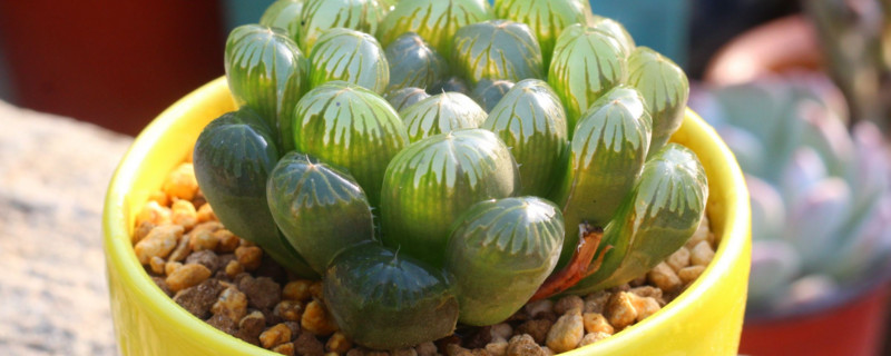 玉露无根如何诱根