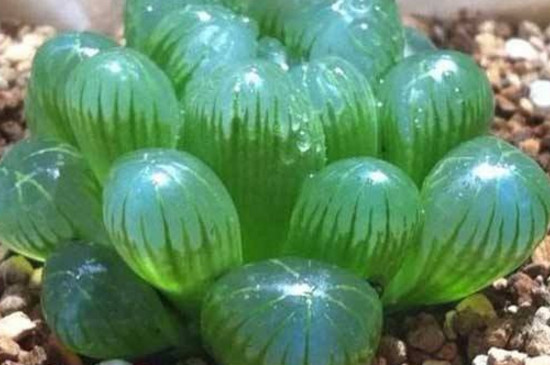 玉露无根如何诱根