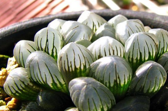 玉露无根如何诱根