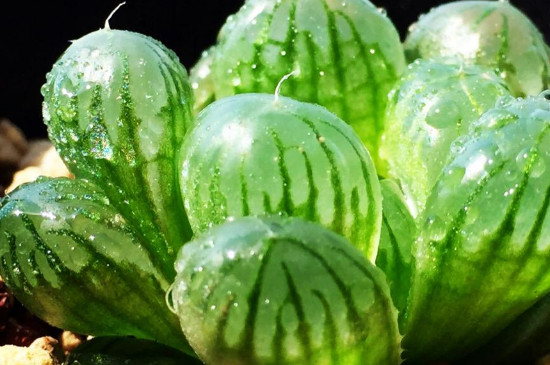 玉露无根如何诱根