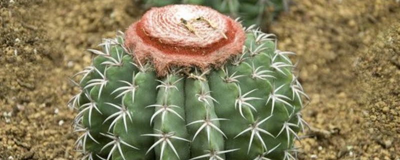 多肉的种类图片及名字